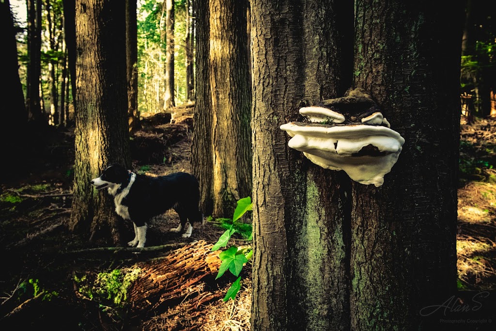 Mosquito Creek Park | 3930 Trenton Pl, North Vancouver, BC V7R 3G5, Canada | Phone: (604) 983-7333