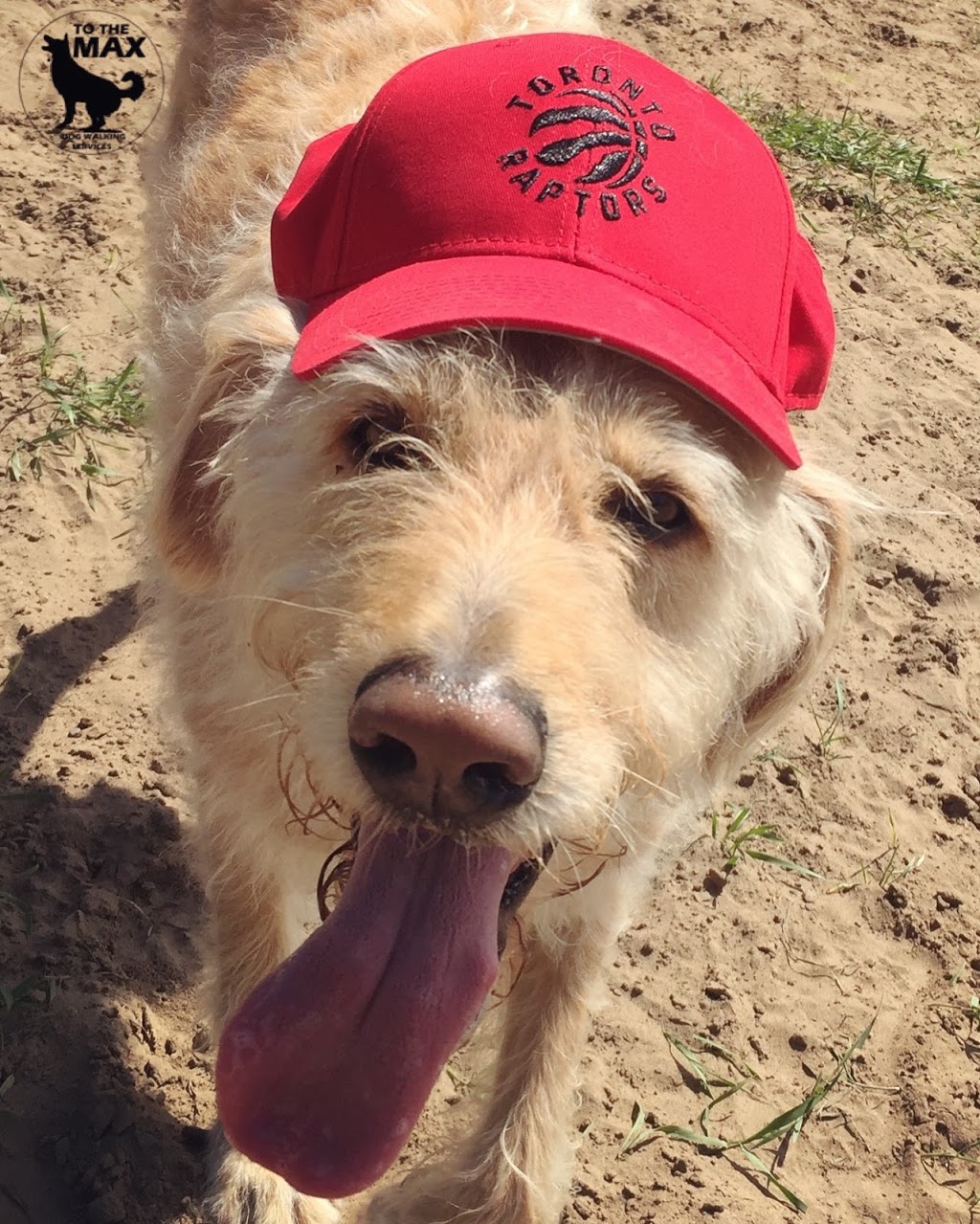 To The MAX - Dog Walking Services | 9 Barrhead Crescent, Etobicoke, ON M9W 3Z2, Canada | Phone: (416) 574-7848