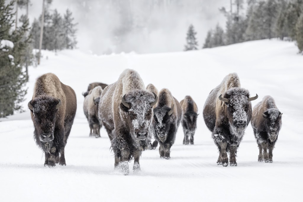 Storm Bison | 11 Boulder Blvd Studio E, Stony Plain, AB T7Z 1V6, Canada | Phone: (780) 823-0211