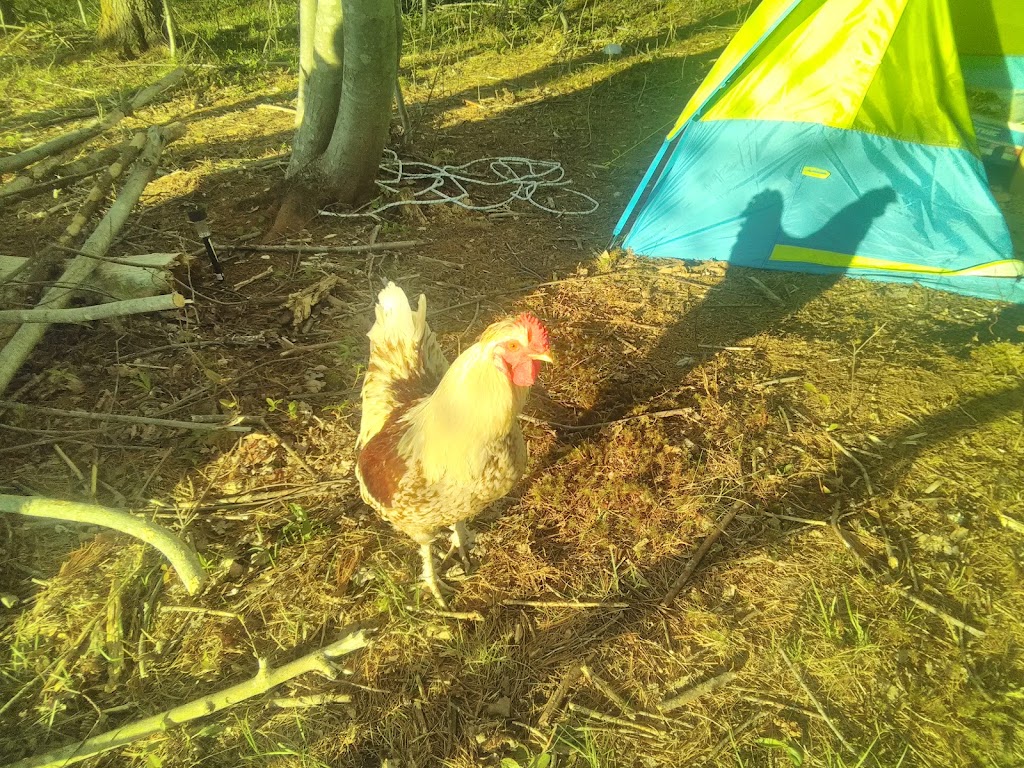 Poor Mans Farmstead | 5896 Highway 8, Milford, Nova Scotia, Annapolis County, NS B0S 1A0, Canada | Phone: (902) 701-0383