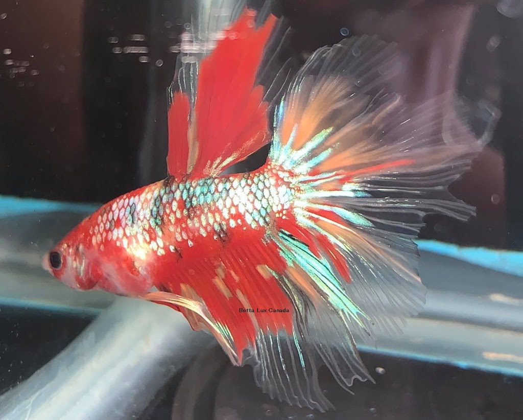 Betta Lux Canada | 536 Third St Unit 12, London, ON N5V 4R5, Canada | Phone: (226) 700-0224