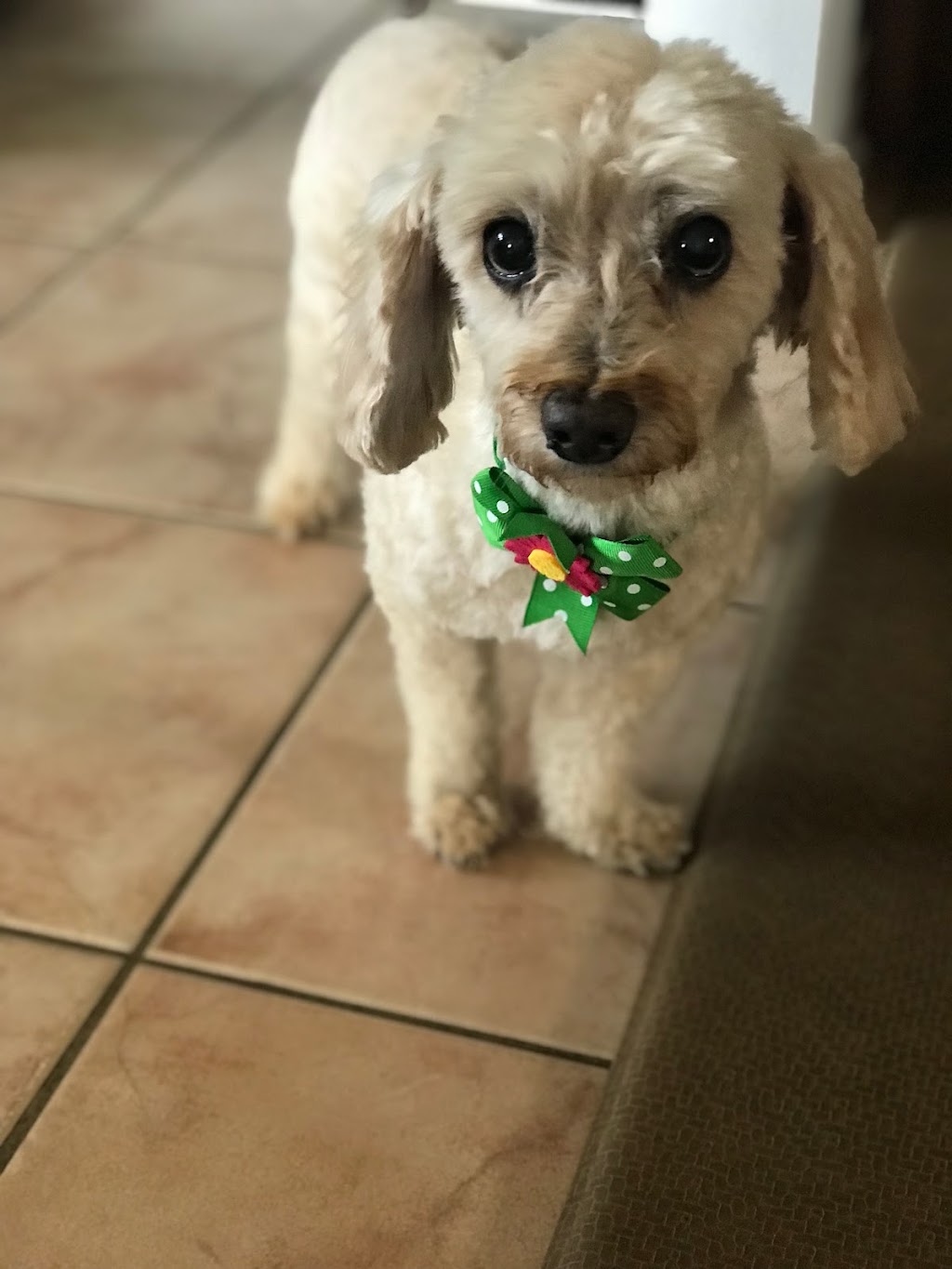 Country Paws Grooming | 88 Main St S, Hagersville, ON N0A 1H0, Canada | Phone: (289) 282-2017