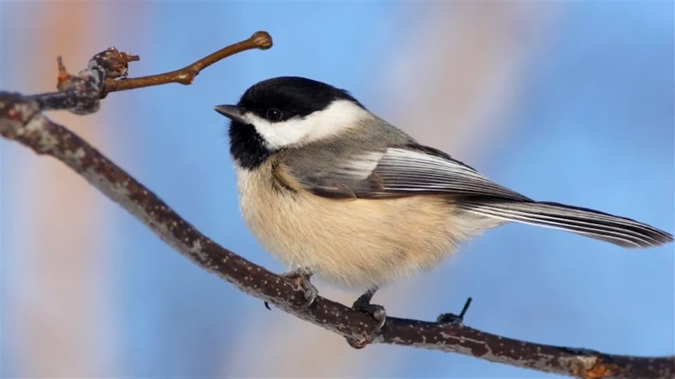 Taxidermie Asselin | 440 Av. Royale, Saint-Tite-des-Caps, QC G0A 4J0, Canada | Phone: (418) 823-2733