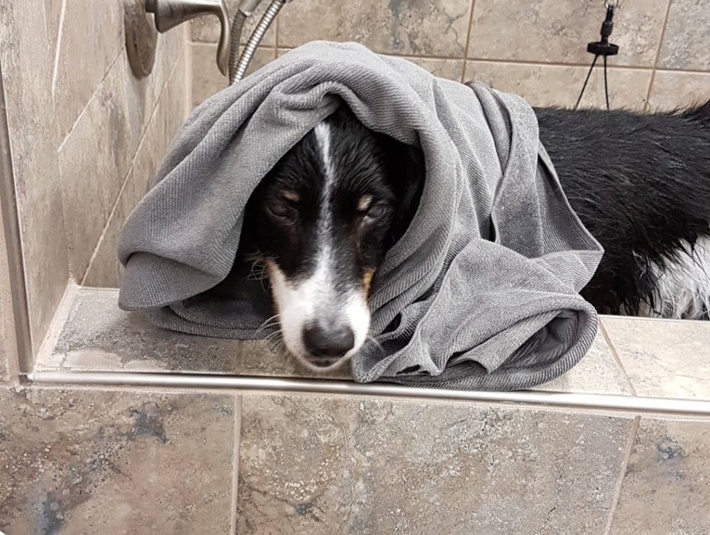 Pet Valu | 430 Ottawa St, Almonte, ON K0A 1A0, Canada | Phone: (613) 256-0291
