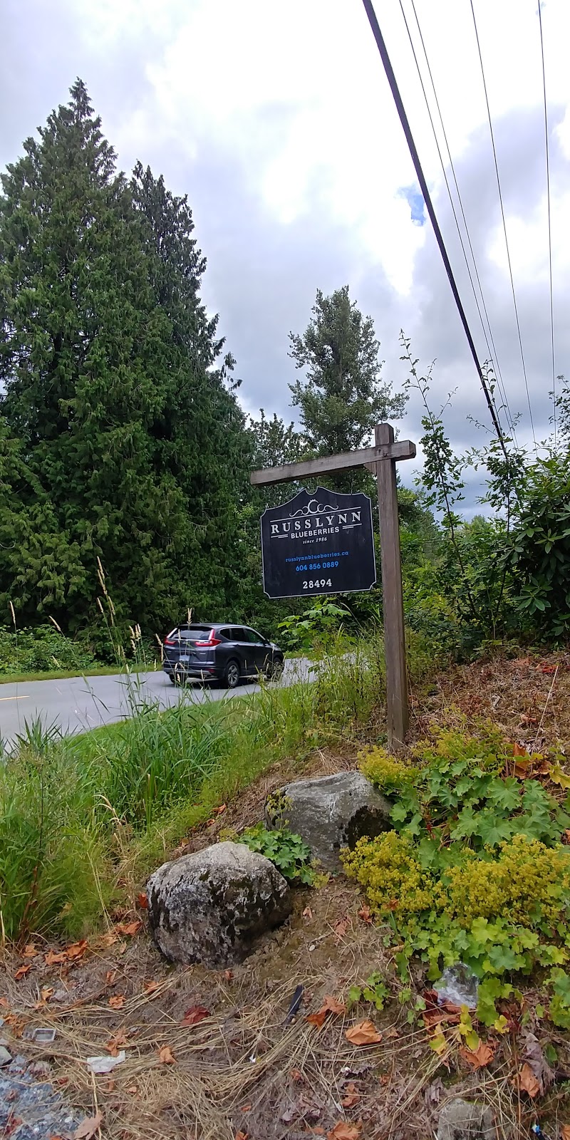 RussLynn Blueberries | 28494 Townshipline Rd, Abbotsford, BC V4X 1P1, Canada | Phone: (604) 309-8728