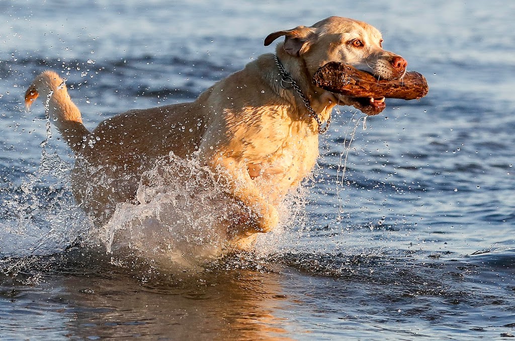 Oh My Dog Walking & Pet Photography | 24 Shelley Ave, St. Catharines, ON L2N 5L5, Canada | Phone: (905) 933-1035