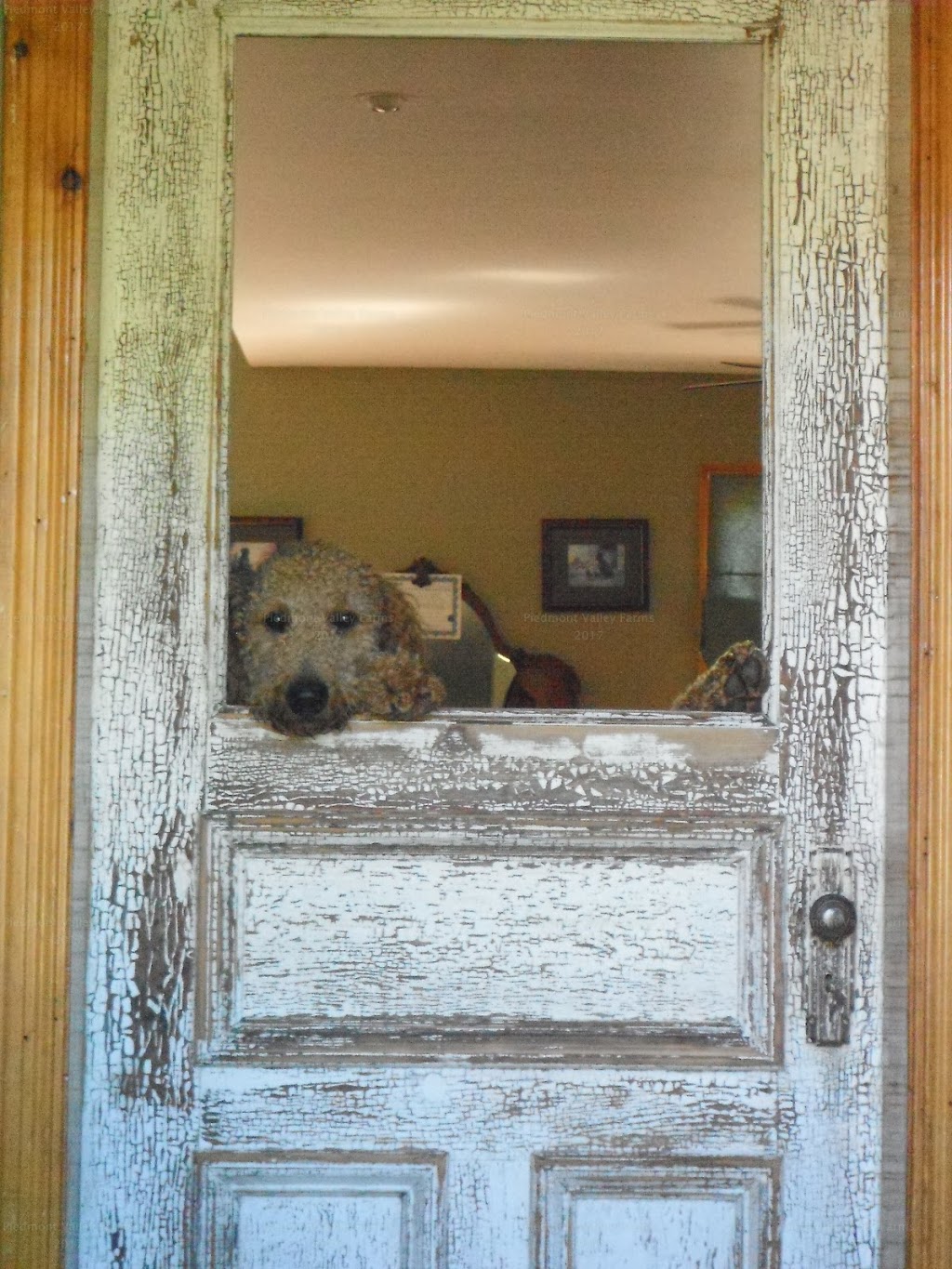 Piedmont Valley Farms | 2063 Piedmont Valley Rd, Merigomish, NS B0K 1G0, Canada | Phone: (902) 926-2634