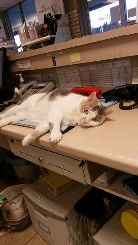 PetFocus Eastern Shore Veterinary Hospital | 5228 Highway 7, Porters Lake, NS B3E 1J8, Canada | Phone: (902) 827-4257