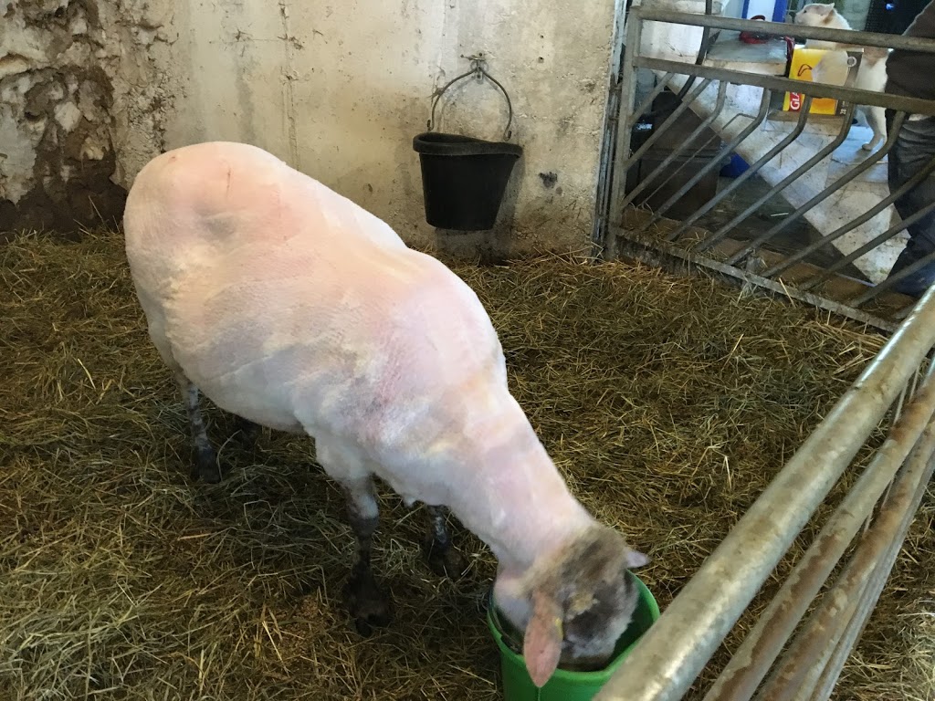 Valensbrae Sheep Farm | 1527 97, Puslinch, ON N0B 2J0, Canada | Phone: (905) 659-7253