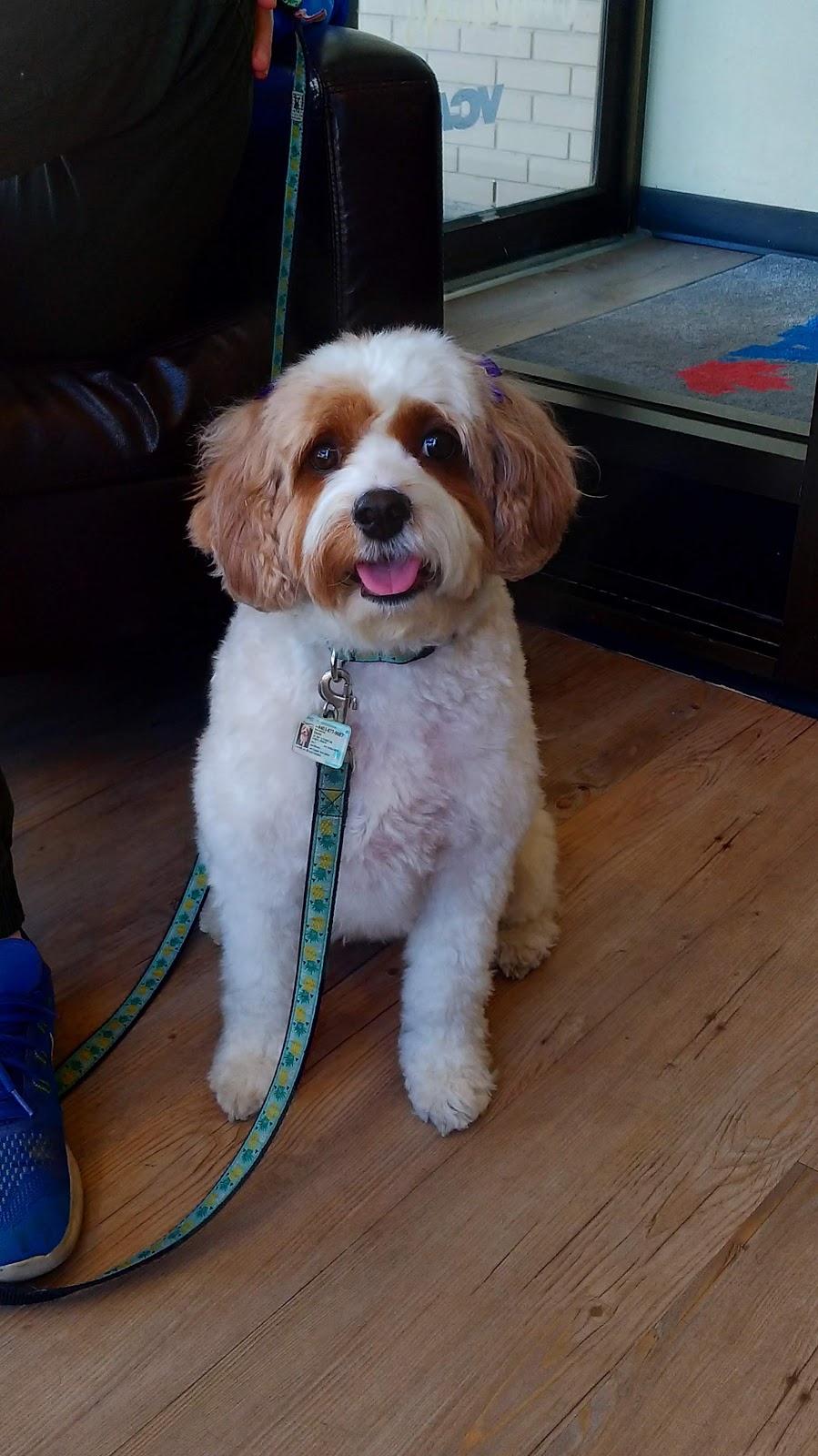 VCA Canada 17th Avenue Animal Hospital | 233 17 Ave SW, Calgary, AB T2S 0A4, Canada | Phone: (403) 228-4165