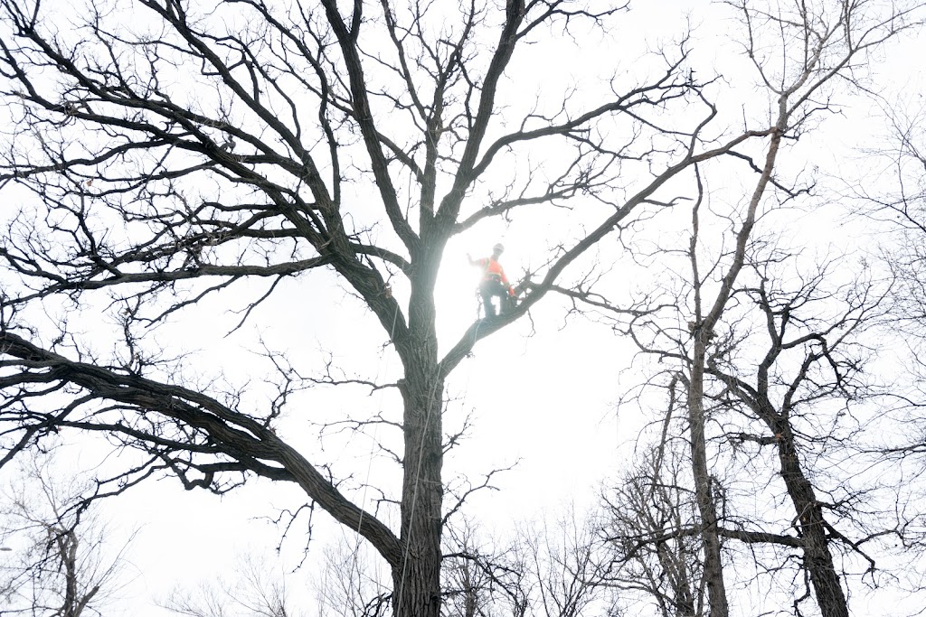 Britton Tree Care | 572 Jubilee Ave, Winnipeg, MB R3L 1P3, Canada | Phone: (204) 799-2504