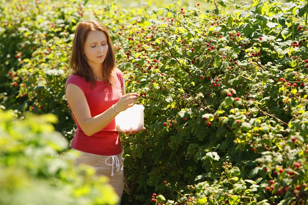 Field Stone Fruit Wines | Strathmore, AB T1P 1J6, Canada | Phone: (403) 934-2749