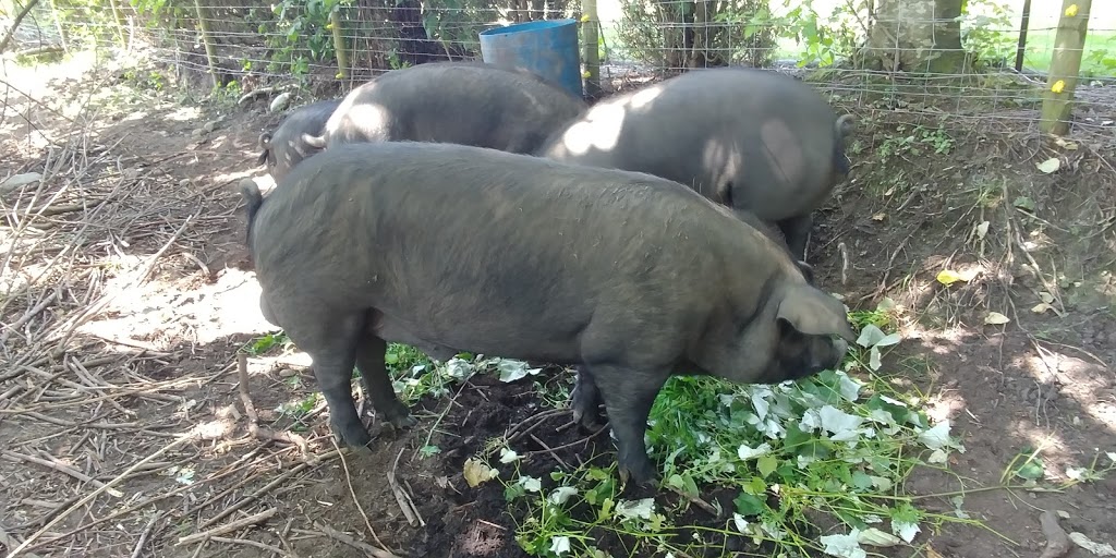 Bradner Hollow Farms | 1281 Bradner Rd, Abbotsford, BC V4X 1H8, Canada | Phone: (604) 835-9040
