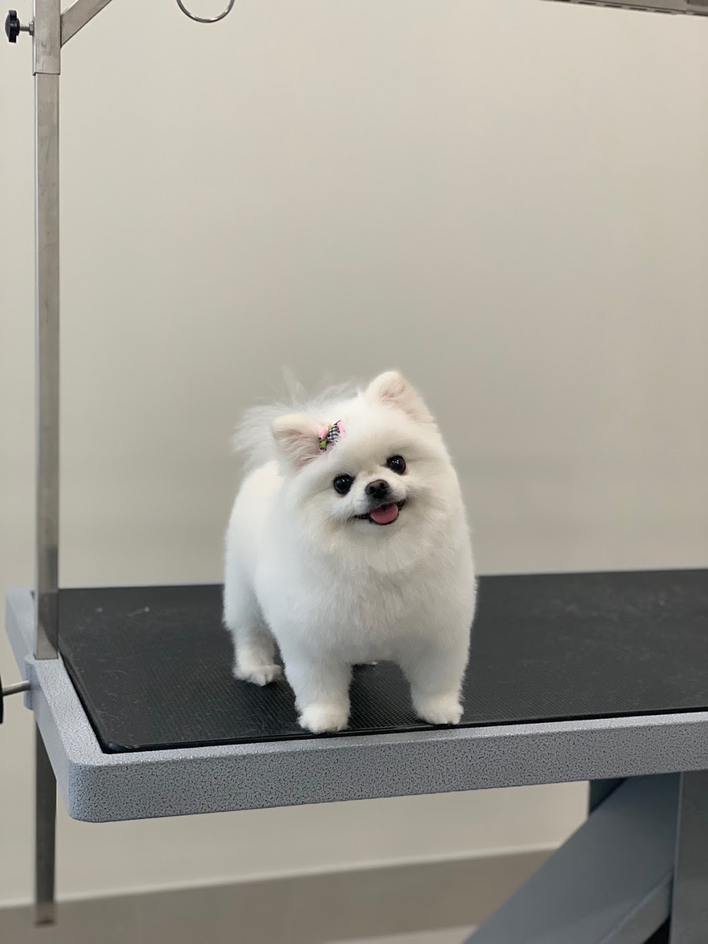 All Dogged Up Grooming & Pet Spa | 1700 King Rd #43, King City, ON L7B 0N1, Canada | Phone: (905) 539-2083