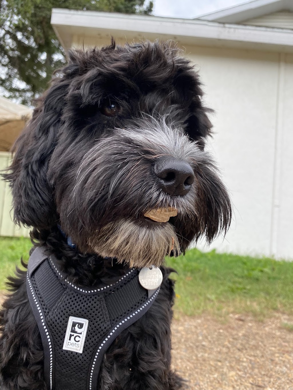 Invermere Veterinary Hospital | 4854 Athalmer Rd, Invermere, BC V0A 1K3, Canada | Phone: (250) 342-7007