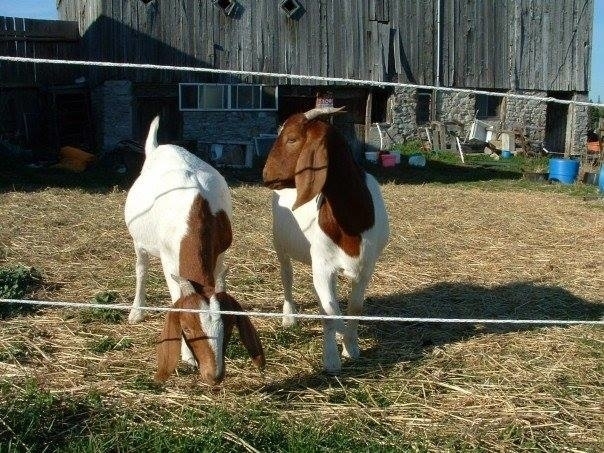 The Kids and Ewe - Sheep Supplies and Goat Supplies | 682 St Lukes, Lindsay, ON K9V 4R5, Canada | Phone: (705) 799-1129