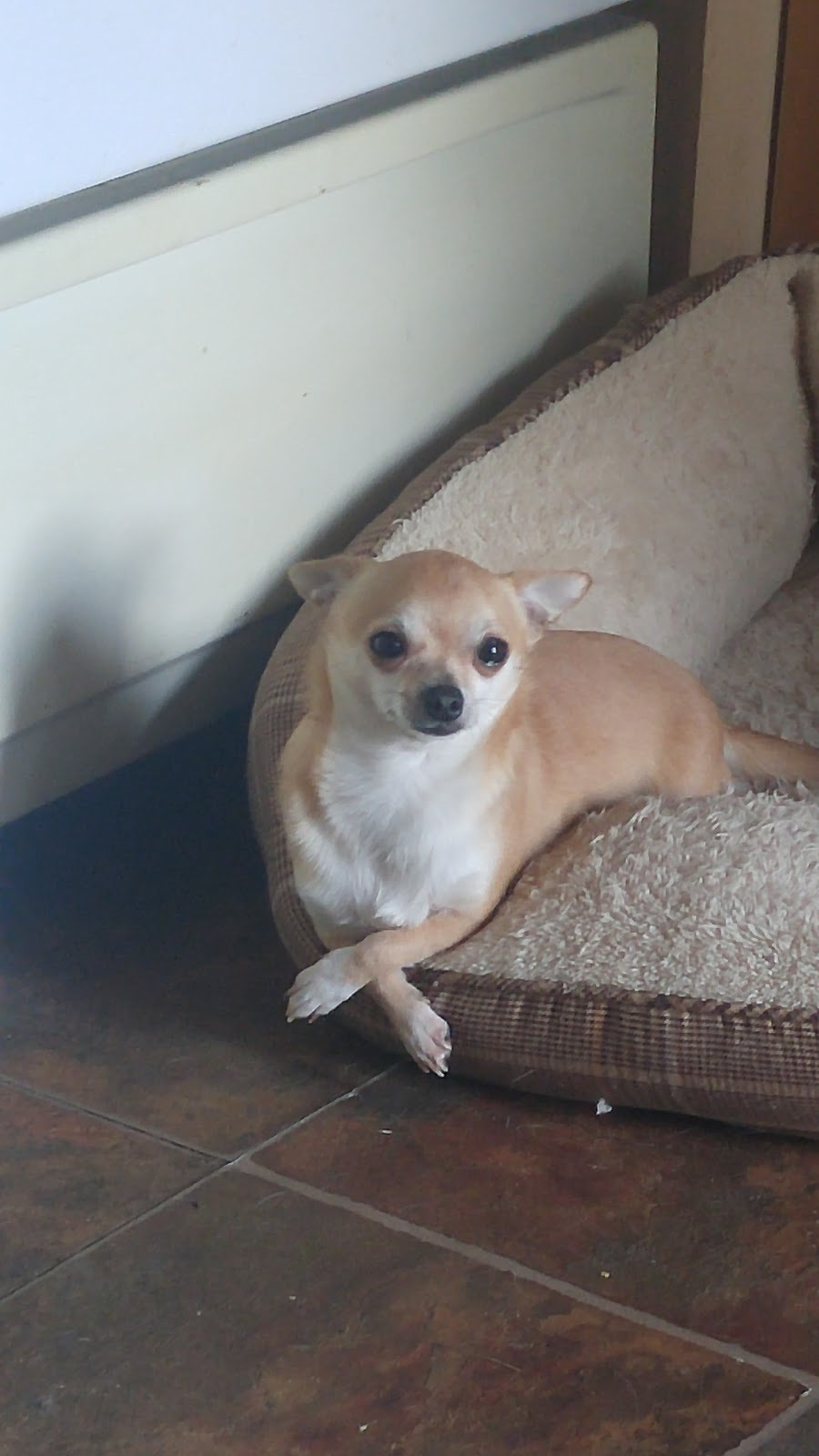 Dottea Muskoka Chihuahuas | 1411 Hwy 11 RR2, Kilworthy, ON P0E 1G0, Canada | Phone: (705) 689-8972