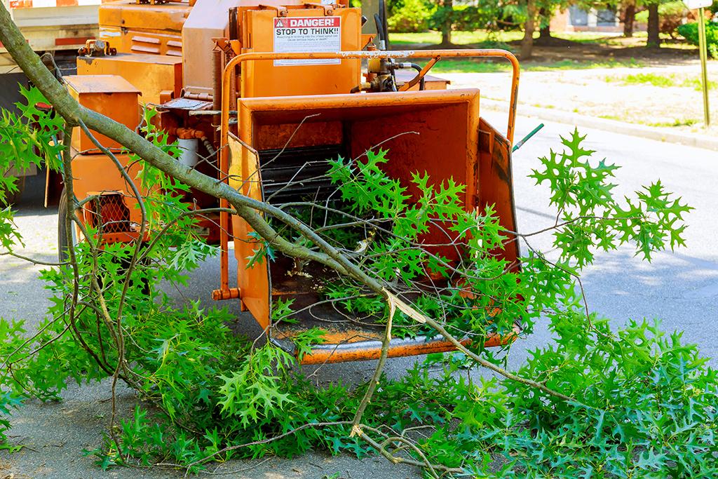 Belleville Tree Care | 80 Poplar St, Belleville, ON K8P 4J4, Canada | Phone: (343) 312-5535