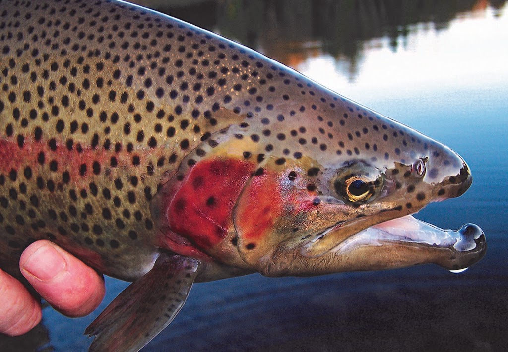 The Franklin Fishing Club | 72 Franklin Rd, Mount Albert, ON L0G 1M0, Canada | Phone: (905) 473-1469