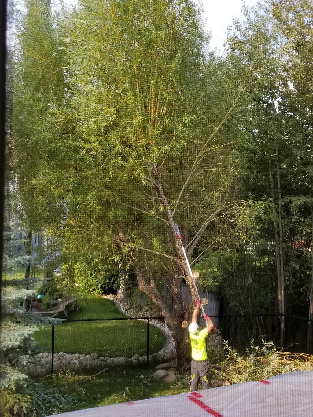 Arbor Man Tree Care | 1320 77 Ave NW, Edmonton, AB T6P 1M2, Canada | Phone: (780) 485-9663