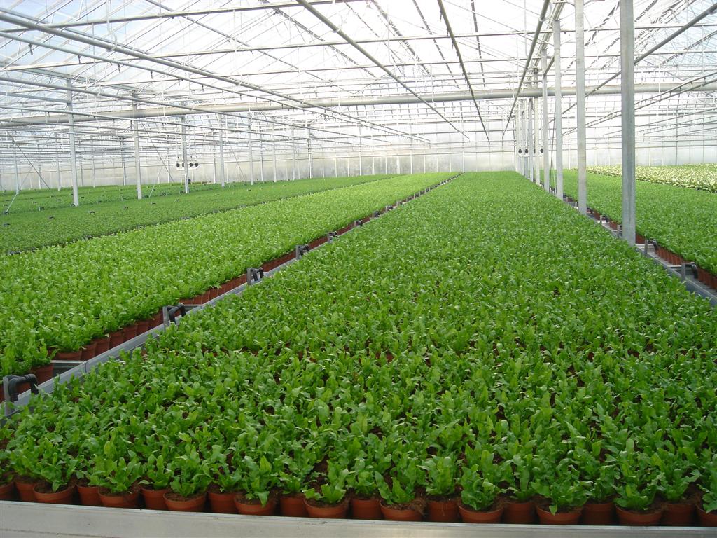 Harster Greenhouses | 250 Hamilton Regional Rd 8, Hamilton, ON L9H 5E1, Canada | Phone: (905) 628-2430
