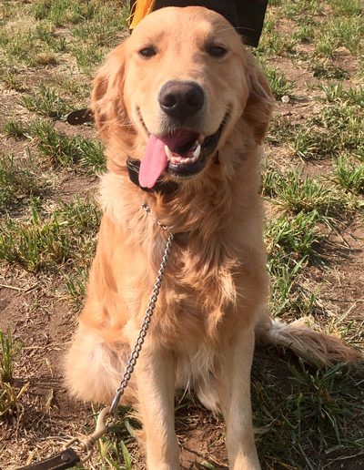 Justice Kennels, Dog Obedience Training | Township Rd 260, Lyalta, AB T0J 1Y0, Canada | Phone: (403) 880-3171