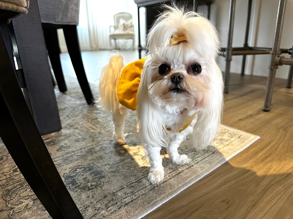 The Groomer | 255 Wellington St S, St. Marys, ON N4X 1B8, Canada | Phone: (519) 284-0036