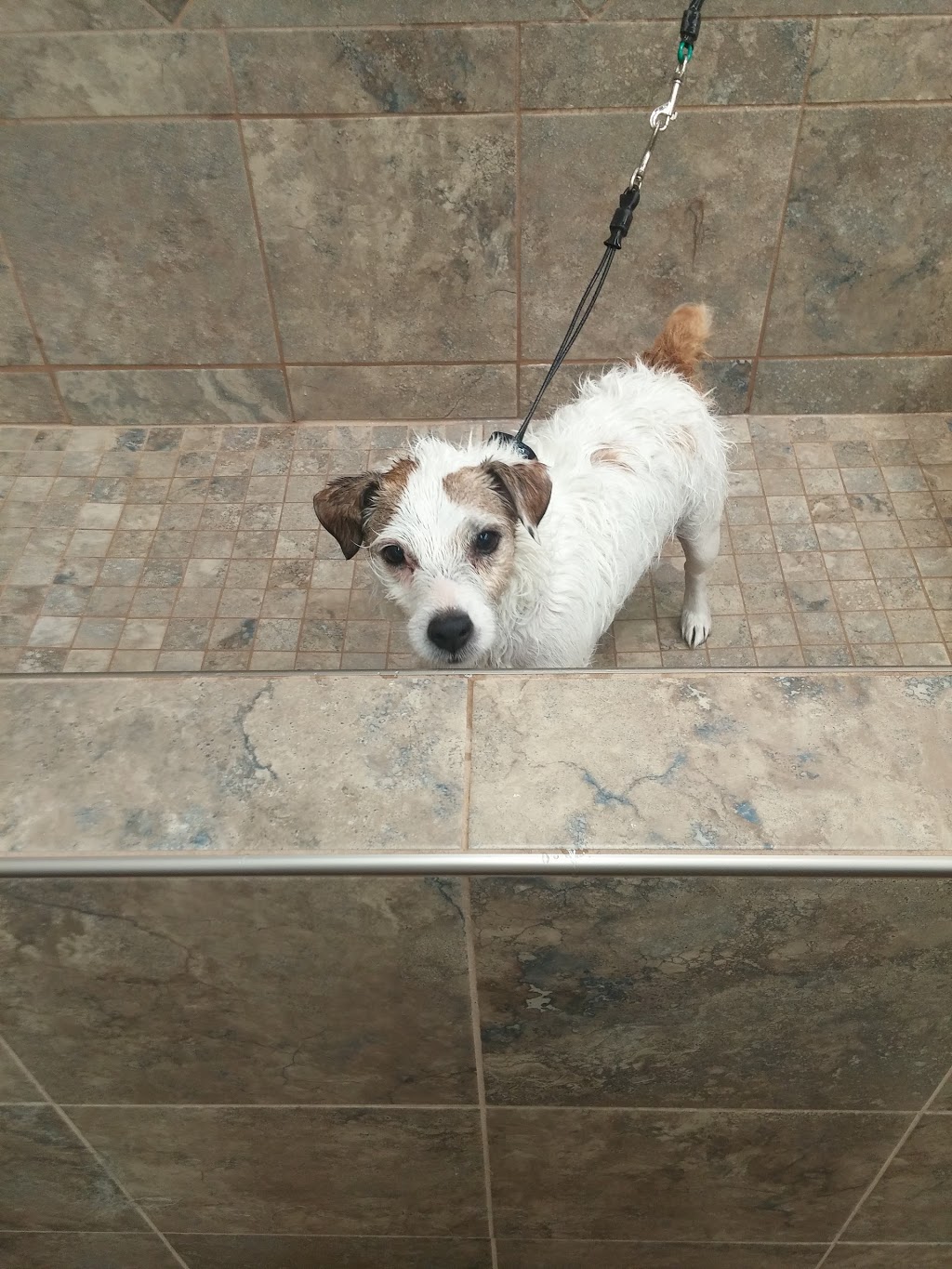 Pet Valu | #240 Westmount Centre 111 Ave. &, Groat Rd NW, Edmonton, AB T5M 3L7, Canada | Phone: (780) 482-3130