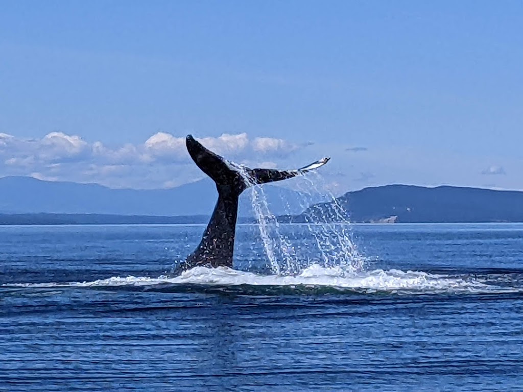 Vancouver Island Whale Watch | 90 Front St #5, Nanaimo, BC V9R 5H7, Canada | Phone: (250) 667-5177