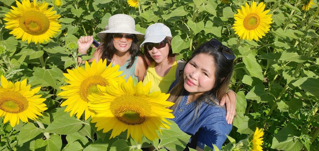 Sunrise Sunflower Farm | point of interest | 1846 ON-6, Hamilton, ON L8N 2Z7, Canada | 2157239512 OR +1 215-723-9512