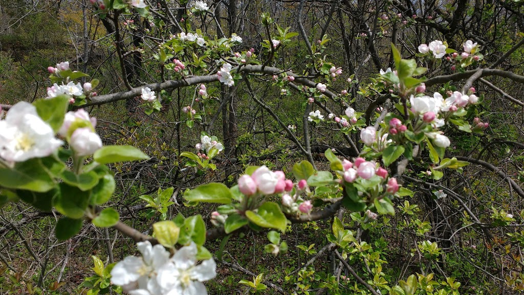 Kinsmen Park | Beamsville, ON L0R 1B0, Canada
