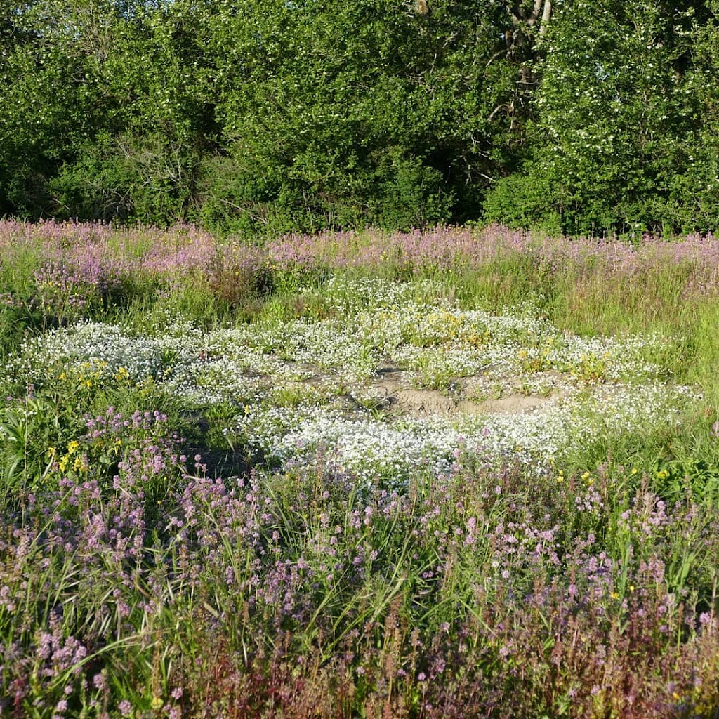 Satinflower Nurseries | 741 Haliburton Rd, Victoria, BC V8Y 1H7, Canada | Phone: (778) 679-3459