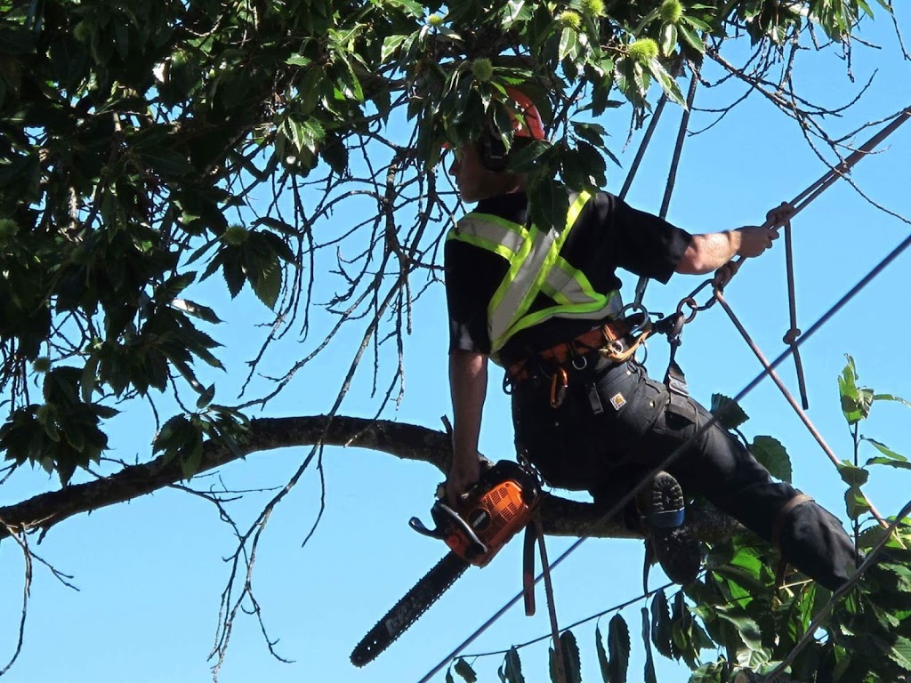 VRP Tree Service | 3097 Landmark Crescent, Nanaimo, BC V9T 5P9, Canada | Phone: (250) 327-7124