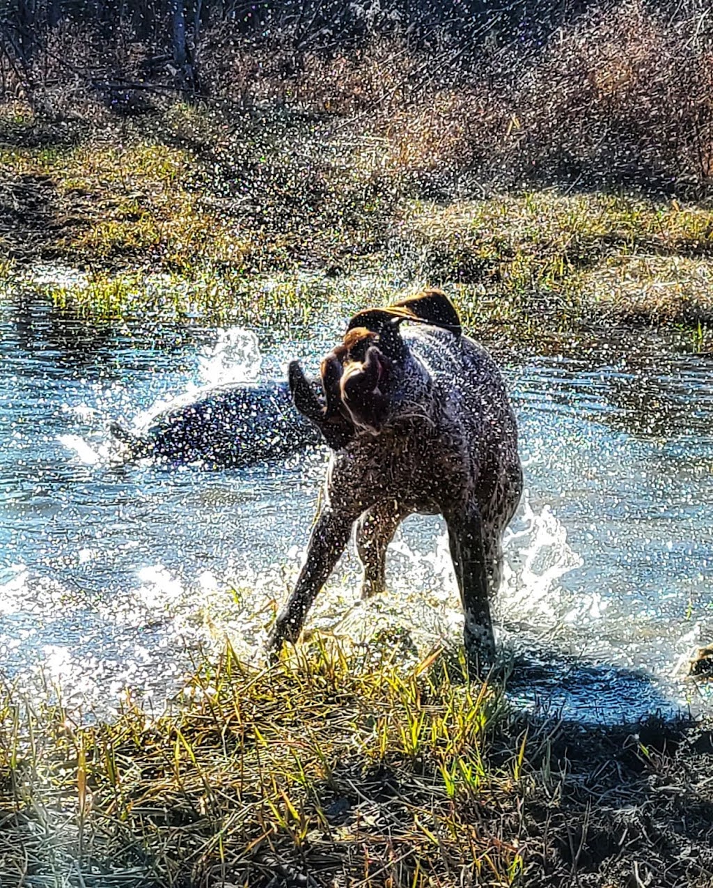 SevenStars German Shorthaired Pointers | 9675 Hwy 33 Suite 201, Bath, ON K0H 1G0, Canada | Phone: (343) 477-0143