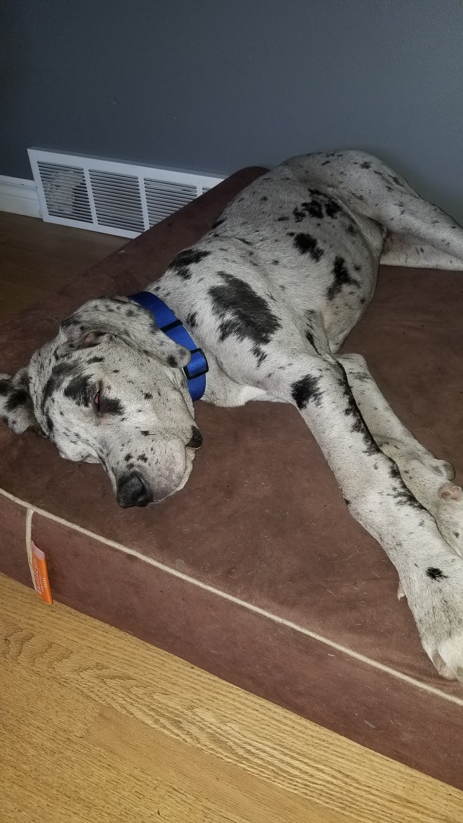 Olds Pioneer Veterinary Services | 6110 Imperial Way, Olds, AB T4H 1M5, Canada | Phone: (403) 556-6882