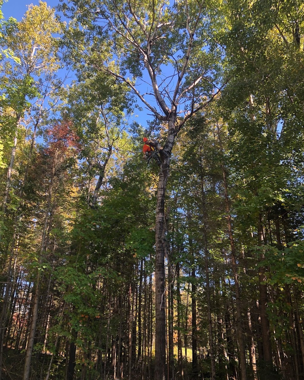 Parks Danger Tree Removal | ON-28, Bancroft, ON K0L 1C0, Canada | Phone: (613) 630-0335