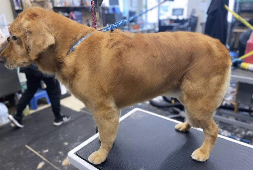 Groomer Has It | 3165 Lakefield Rd, Peterborough, ON K9J 6X5, Canada | Phone: (705) 652-0777
