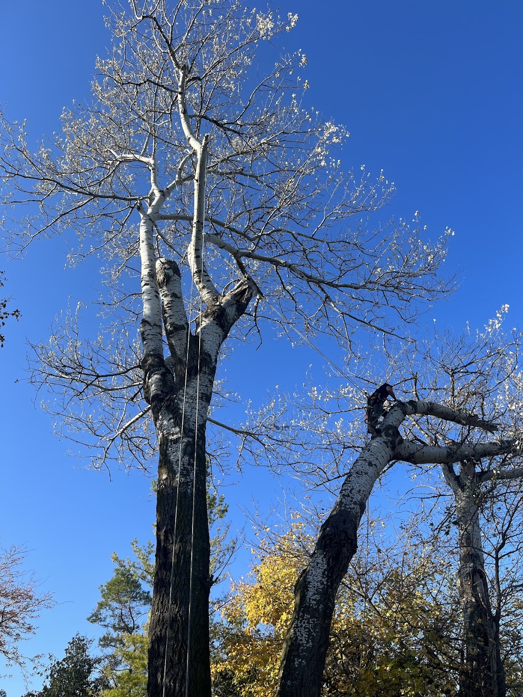 Defender Tree Service Ltd | 40385 Hensall Rd, Hensall, ON N0M 1X0, Canada | Phone: (226) 921-4986