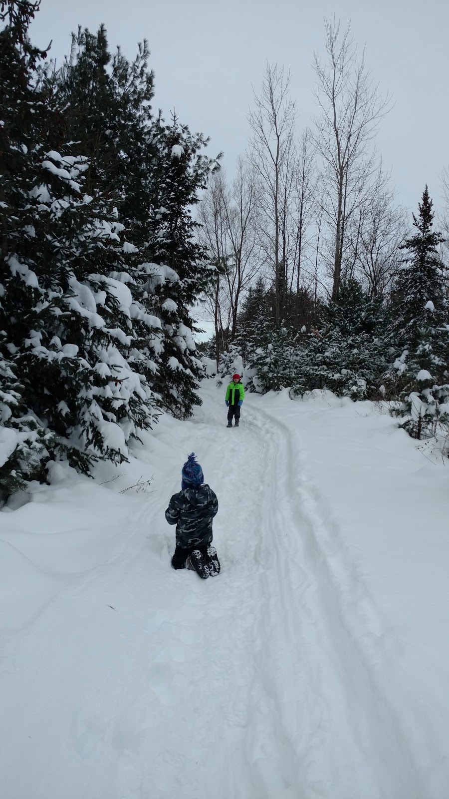 Tree Haven Evergreen Nursery Inc | 981 Jamison Rd, Elma, NY 14059, USA | Phone: (716) 652-4206