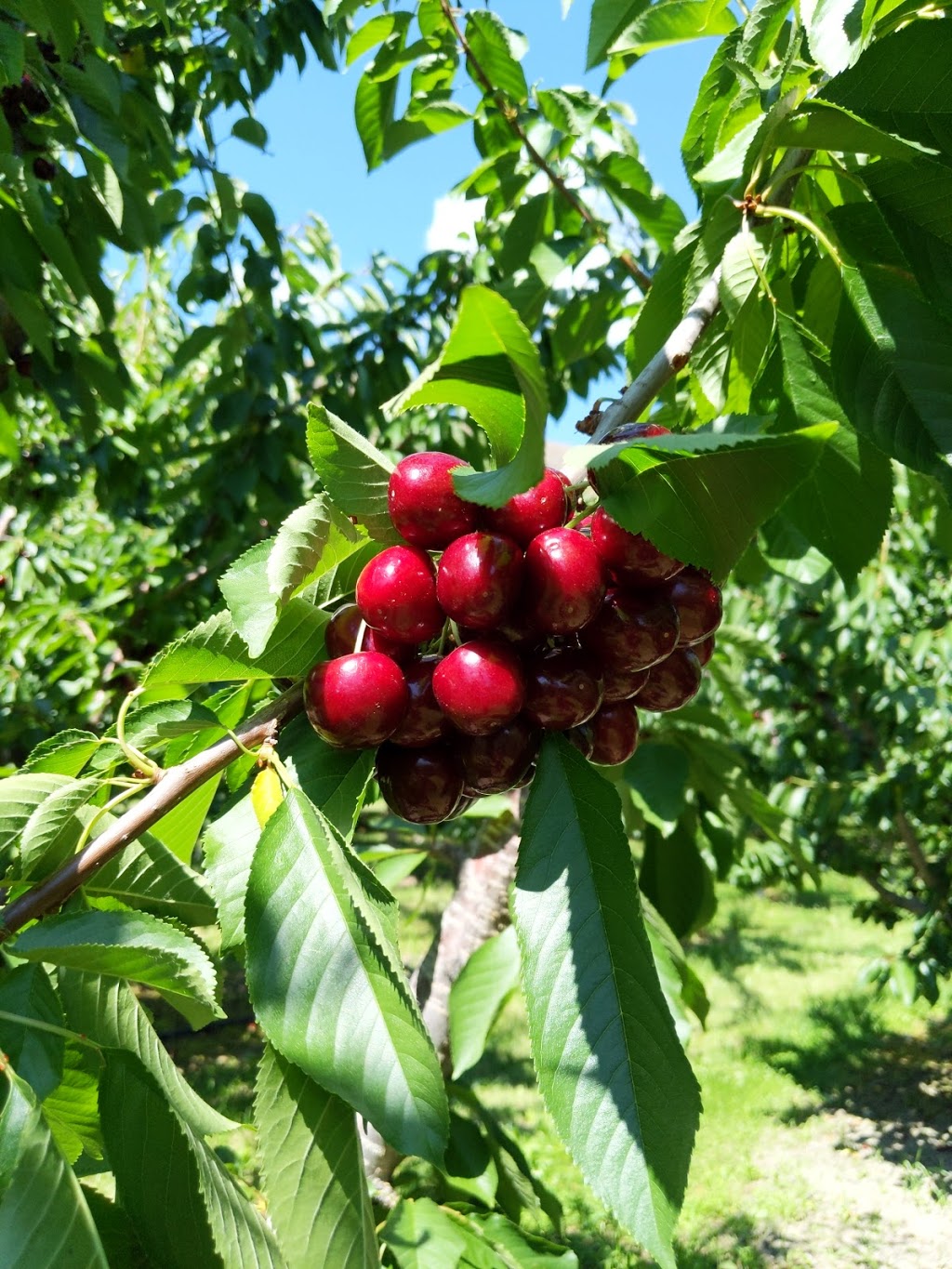 Hillside Orchards | 400-498 310th Ave, Osoyoos, BC V0H 1V5, Canada | Phone: (250) 485-7180