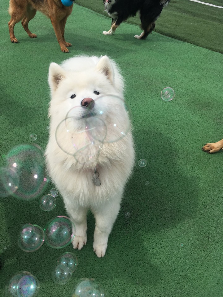 Waggs n Whiskers (Daycare-Kennel Free Boarding & Off-Leash Dog  | 11661 ON-7, Carleton Place, ON K7C 0C5, Canada | Phone: (613) 253-6369