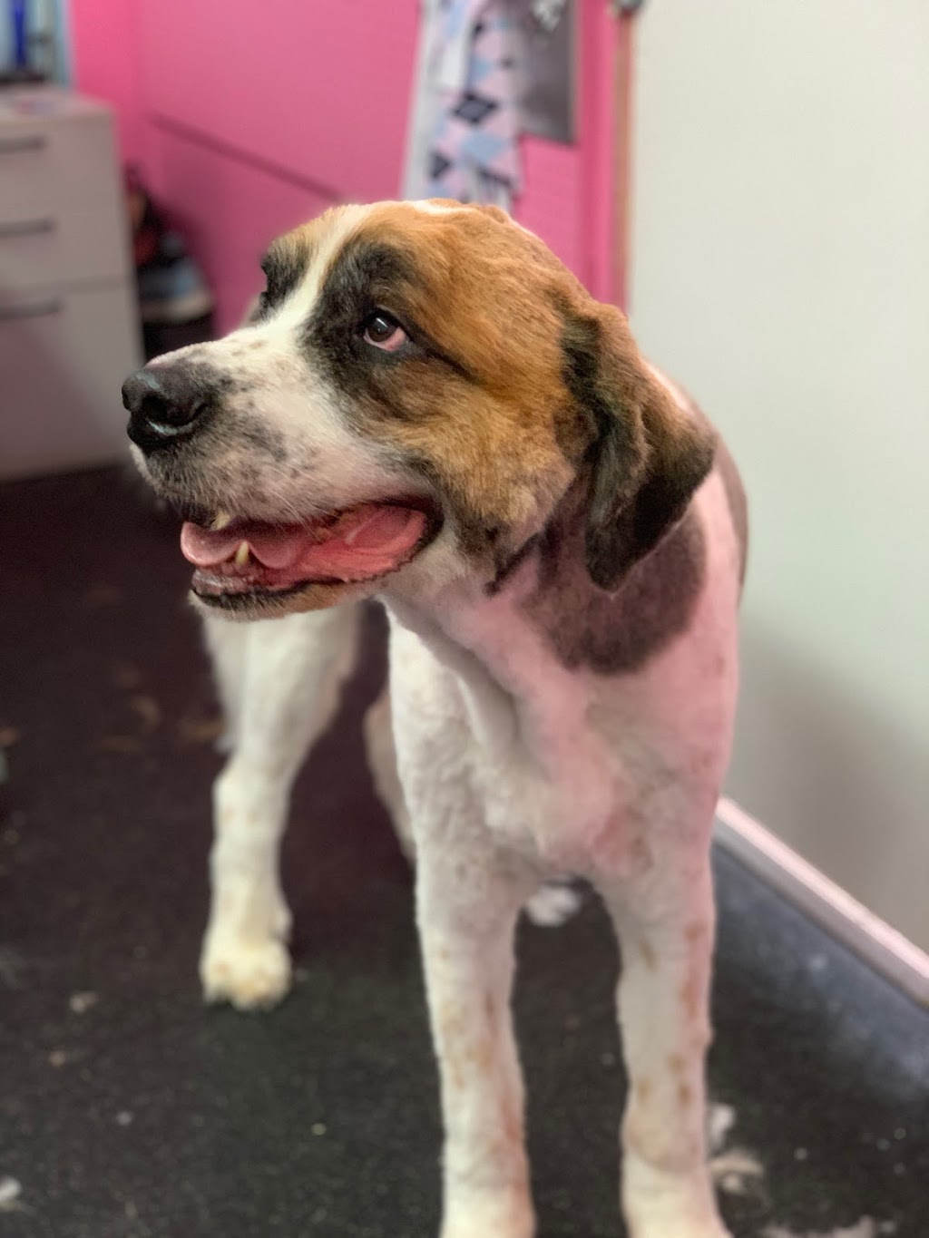 Touch of a Paw Spa | 1204 Wecker Dr, Oshawa, ON L1J 3P1, Canada | Phone: (905) 240-7297