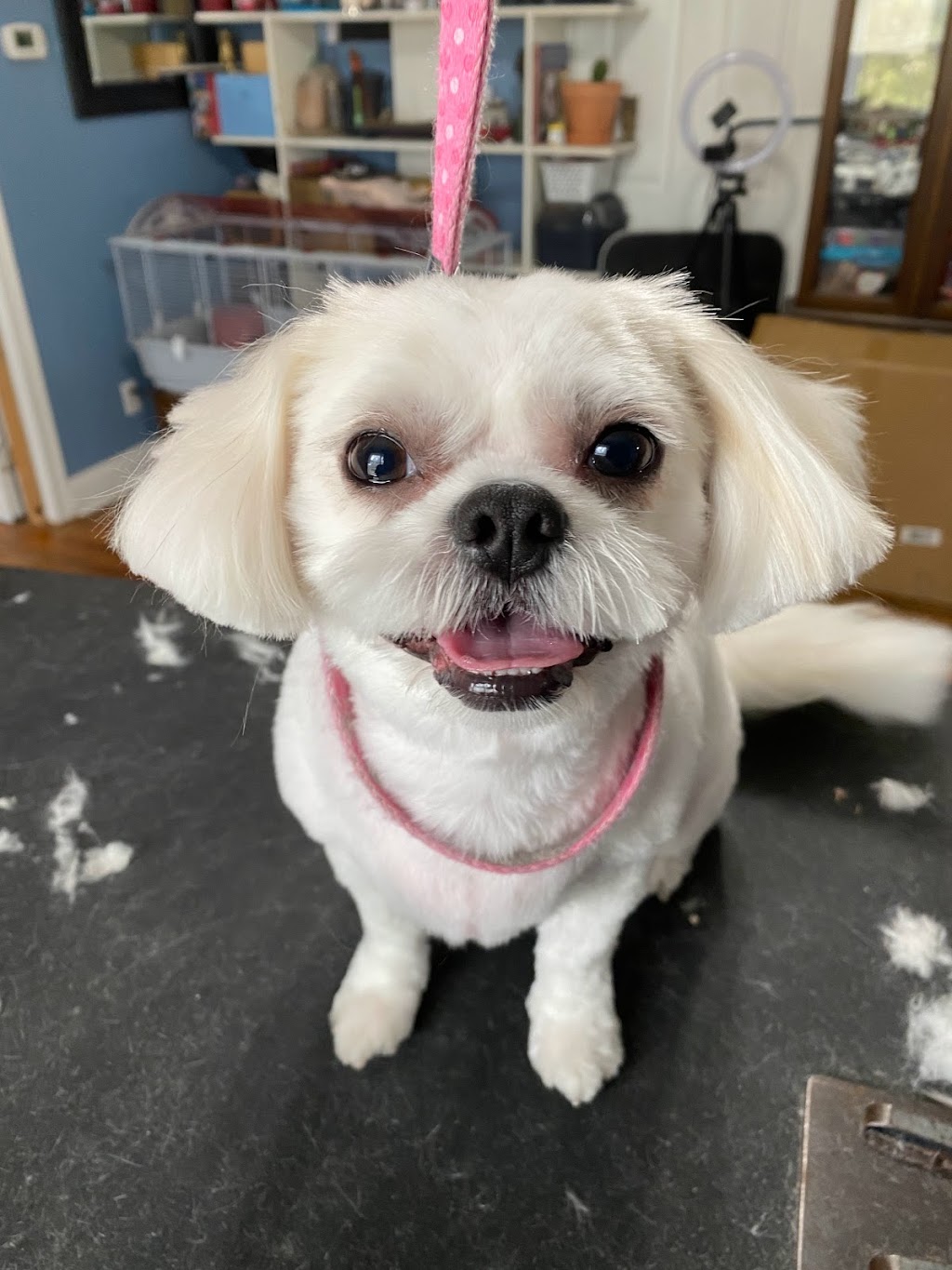 Nail to Tail pet grooming | 1334 Armour Rd, Peterborough, ON K9H 0E2, Canada | Phone: (705) 745-2581