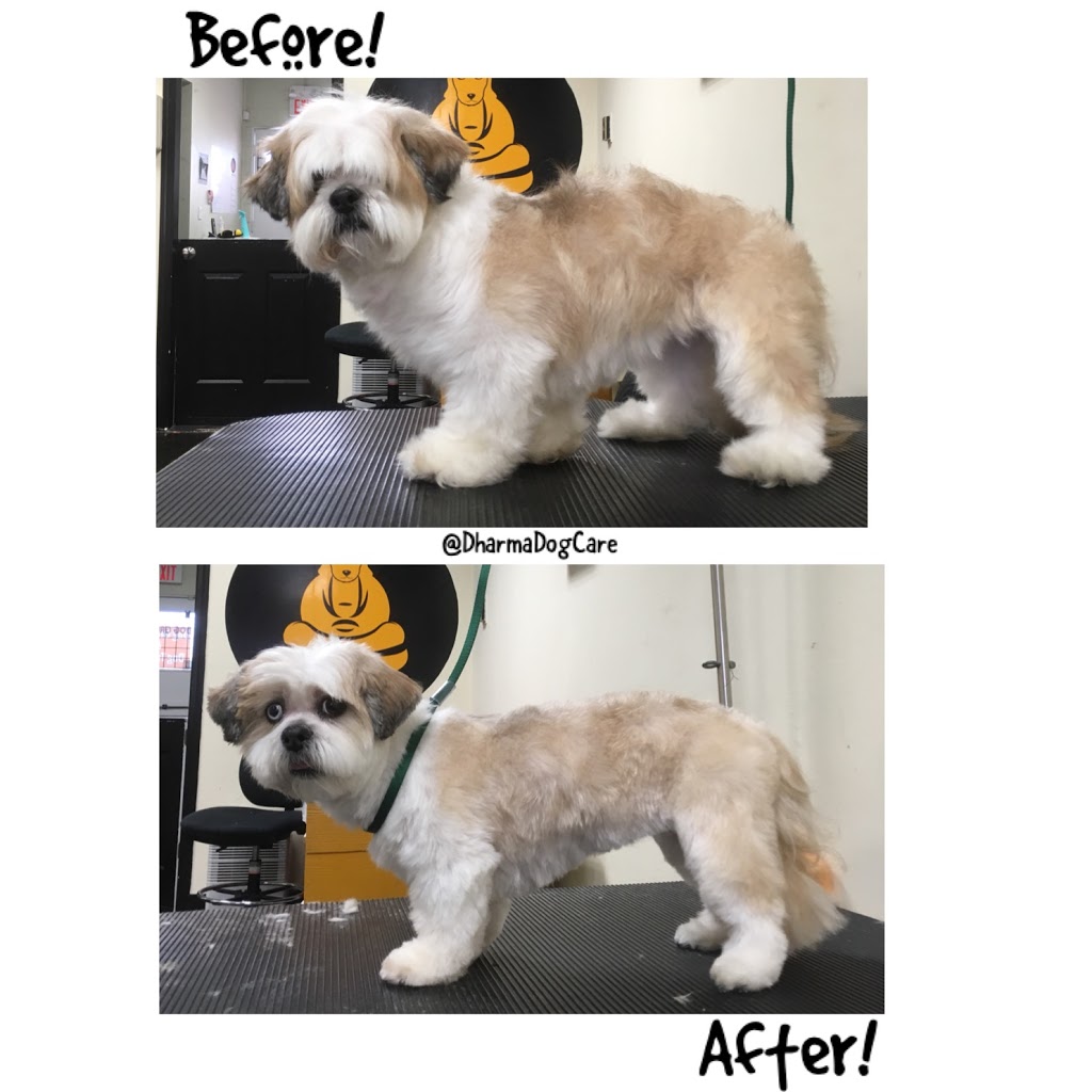 Dharma Dog Services | 7239 Fraser St, Vancouver, BC V5X 3V8, Canada | Phone: (604) 327-3649