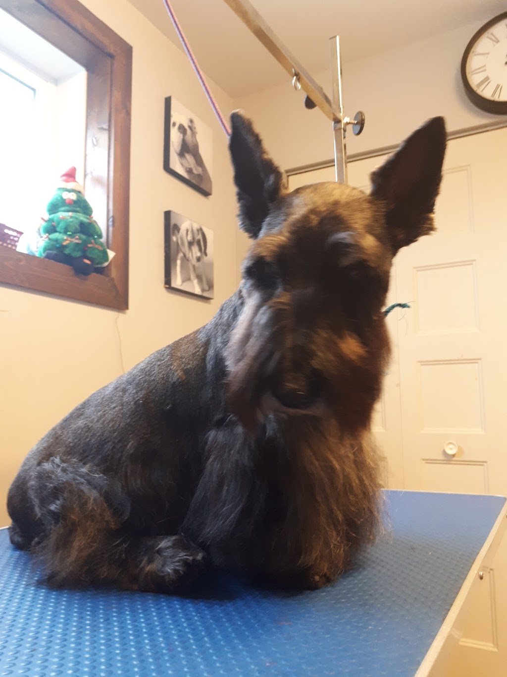 Toilettage woof-woof | St Michel, Magog, QC J1X 4H6, Canada | Phone: (819) 769-0811