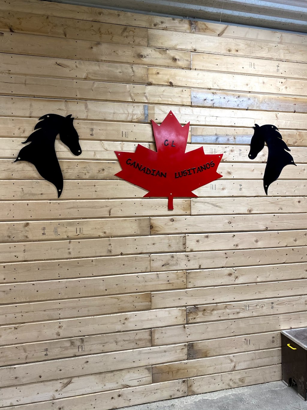 Canadian Lusitanos | 17655 Innis Lake Rd, Caledon East, ON L7K 2L1, Canada | Phone: (416) 795-3600