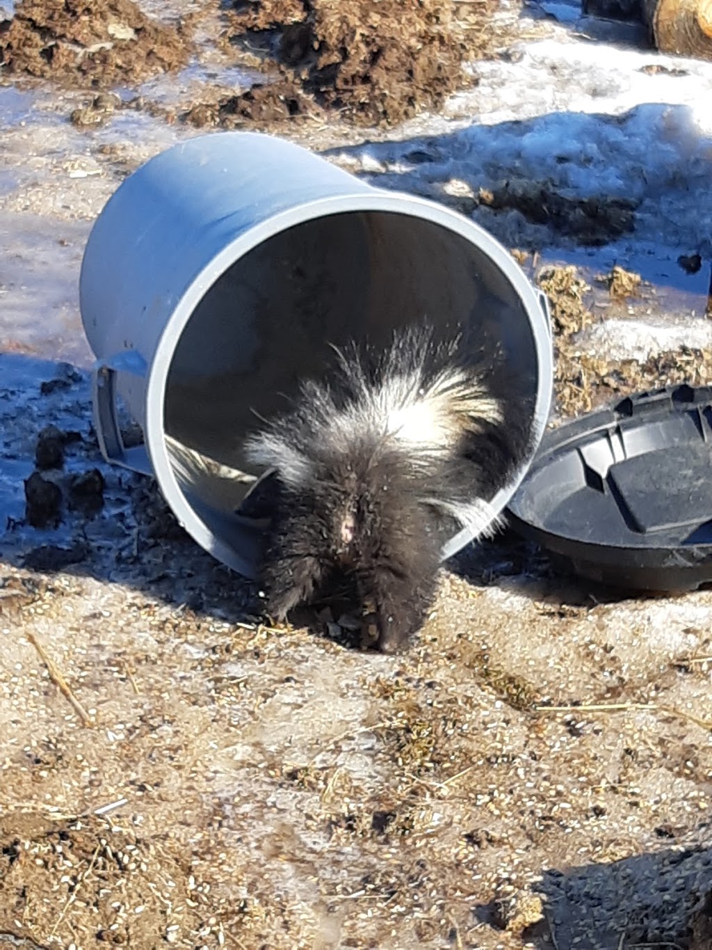 Zenas Extermination | 4523 Sunset Dr, Alberta Beach, AB T0E 0A0, Canada | Phone: (780) 909-3003