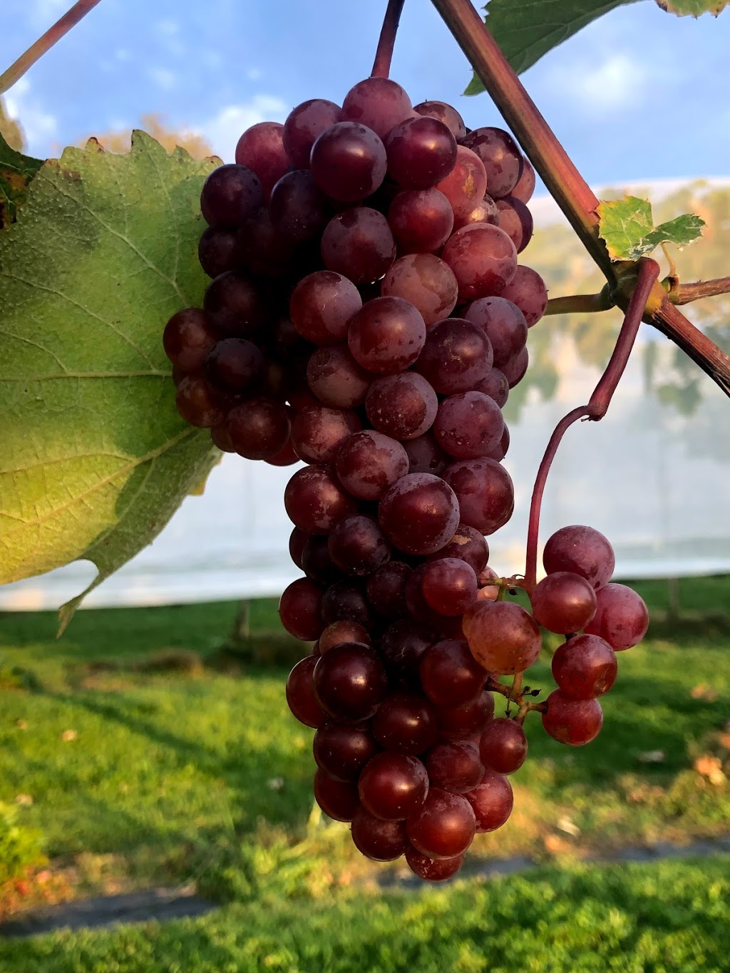 La Fruitière Des Cantons | 588 Chemin Allen, Shefford, QC J2M 1E7, Canada | Phone: (579) 488-2554