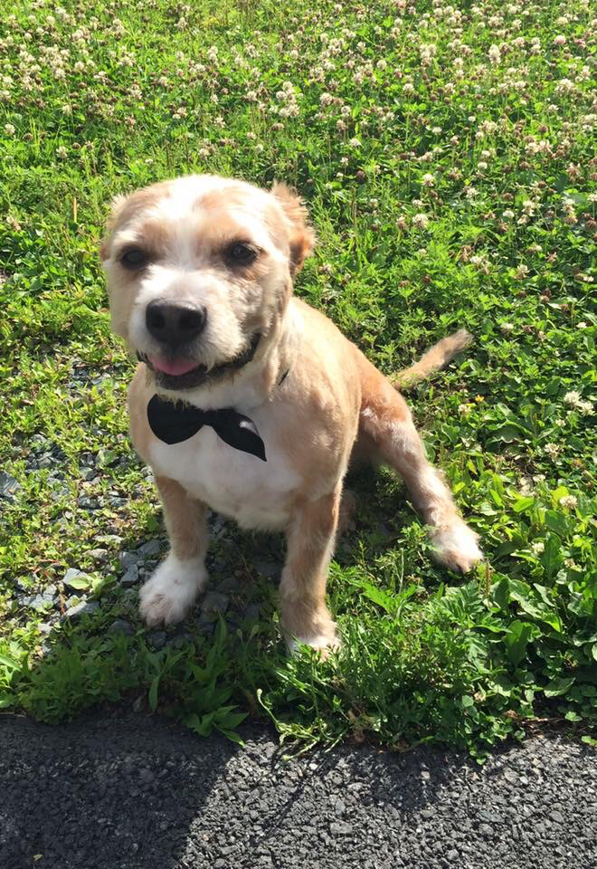 Adorable Dogs Grooming Spa | 575 Main St, Dartmouth, NS B2W 6A4, Canada | Phone: (902) 405-3647