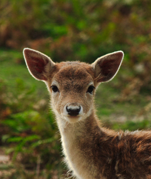 Whistler Bear Tours | 2230 Eva Lake Rd, Whistler, BC V8E 0M5, Canada | Phone: (604) 966-7385